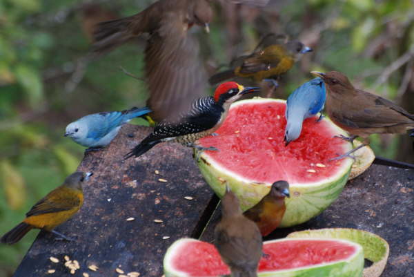 Bird Table at Arenal