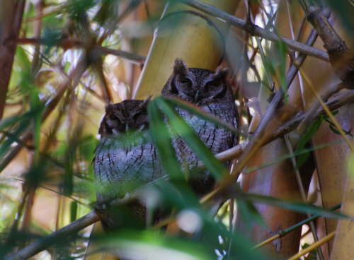 Tropical Screech Owls