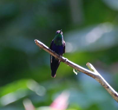 Violet Sabrewing 