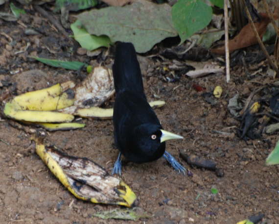 Yellow-billed cCacique