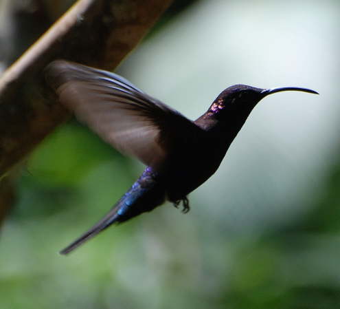 Violet Sabrewing