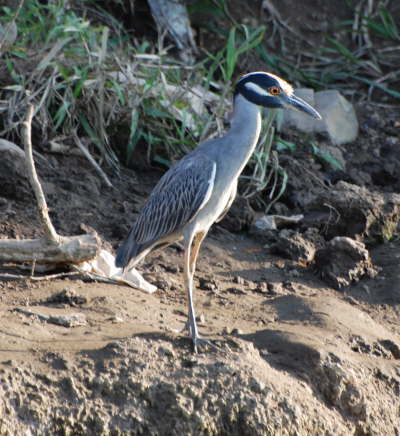 Yellow-crowned Night Heron